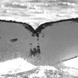 Fluke of HW-MN0520701