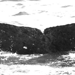 Fluke of HW-MN0520747