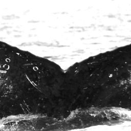 Fluke of HW-MN0520517