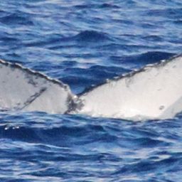 Fluke of PWF-NP_1494