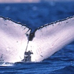 Fluke of FollicleStimulatingHormone
