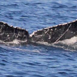 Fluke of PWF-NP_1492