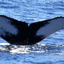 Fluke of BCZ0323