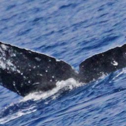 Fluke of PWF-NP_1498