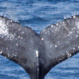 Fluke of PWF-NP_1497