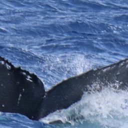 Fluke of PWF-NP_1514