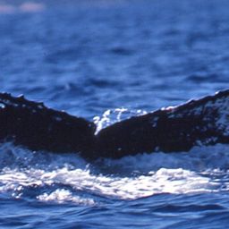 Fluke of PWF-NP_1538