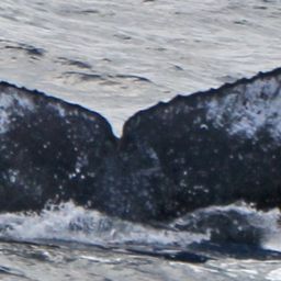 Fluke of PWF-NP_1512