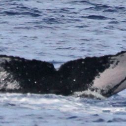 Fluke of PWF-NP_1508