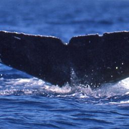 Fluke of Dominque