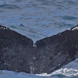 Fluke of PWF-NP_1506