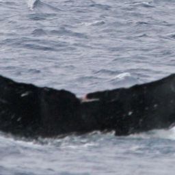 Fluke of PWF-NP_1624
