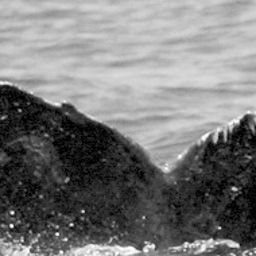 Fluke of PWF-NP_1568