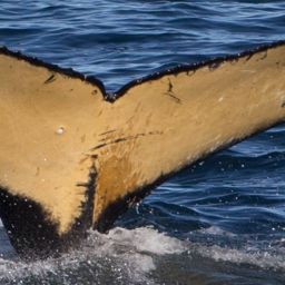 Fluke of AHWC-7473