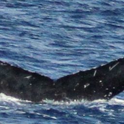 Fluke of PWF-NP_1613