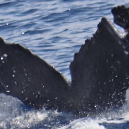 Fluke of BCX0393