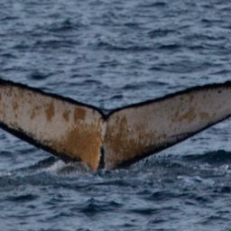Fluke of AHWC-7474