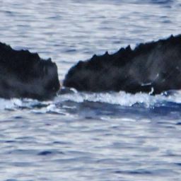 Fluke of PWF-NP_1610