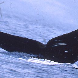 Fluke of Kalili