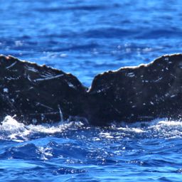 Fluke of PWF-NP_1623
