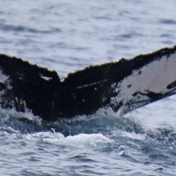 Fluke of PWF-NP_1566