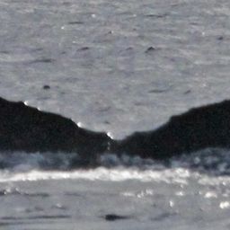 Fluke of PWF-NP_1559