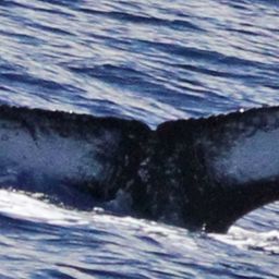 Fluke of PWF-NP_1588