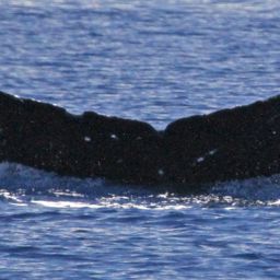 Fluke of PWF-NP_1569