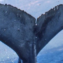 Fluke of CRC-13671