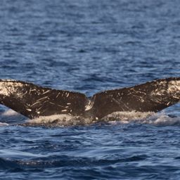 Fluke of PWF-NP_1590