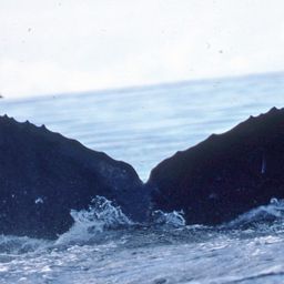 Fluke of CRC-12013
