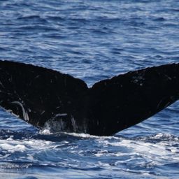Fluke of BCX0852
