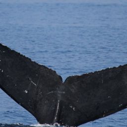 Fluke of CRC-18578