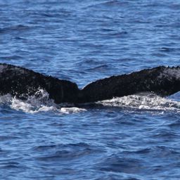 Fluke of PWF-NP_1689