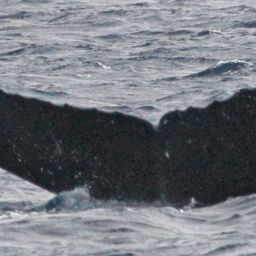 Fluke of PWF-NP_1672