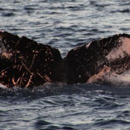 Fluke of SEAK-1357
