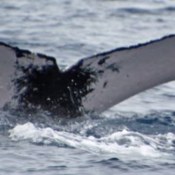 Fluke of PWF-NP_1682