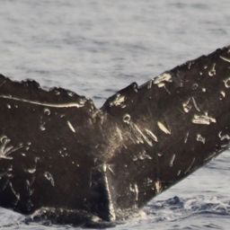 Fluke of CRC-15114