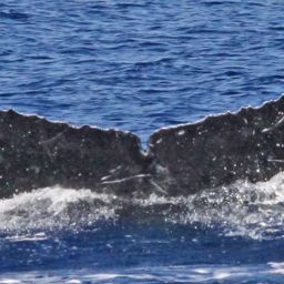 Fluke of PWF-NP_1667