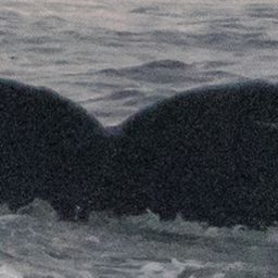 Fluke of SEAK-2251