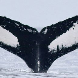 Fluke of Hopper