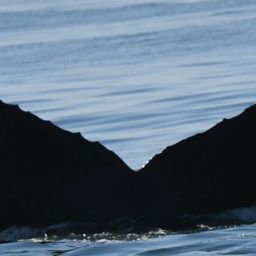 Fluke of CRC-13808