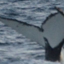 Fluke of HW-MN0200053