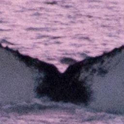 Fluke of HW-MN0200055