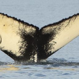 Fluke of HRC-MN233
