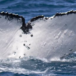 Fluke of PHRIXUS