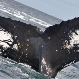 Fluke of BTBEL-Mn_02_158