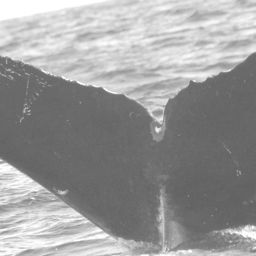 Fluke of CRC-10963