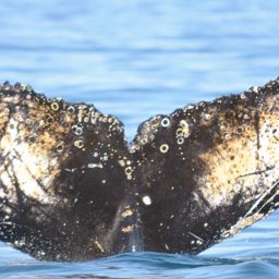 Fluke of BTBEL-Mn_02_175