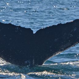 Fluke of BTBEL-Mn_03_037